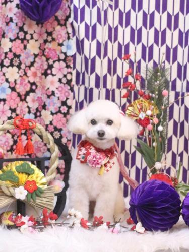 20250128ポコちゃん